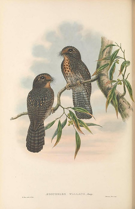 Hantukang Papua (burung)
