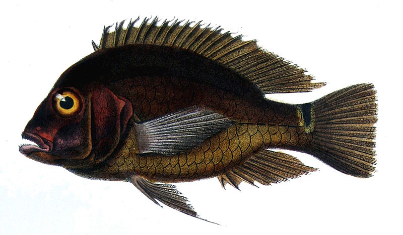 File:Aequidens tetramerus.jpg