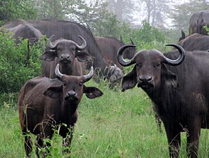 African Buffalos in Lake Nakuru National Park.JPG