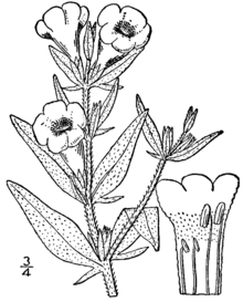 Agalinis auriculata рисунка.png