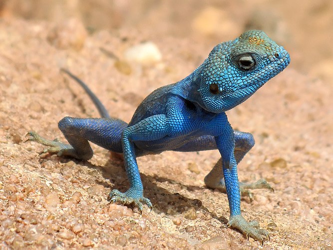 Самец синайской агамы (Pseudotrapelus sinaitus, ранее Agama sinaita), Иордания