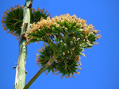 Agave americana Fruits