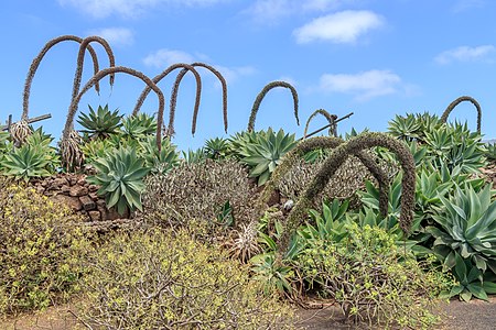 Agave attenuata Habitus