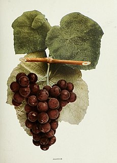 Agawam (grape)