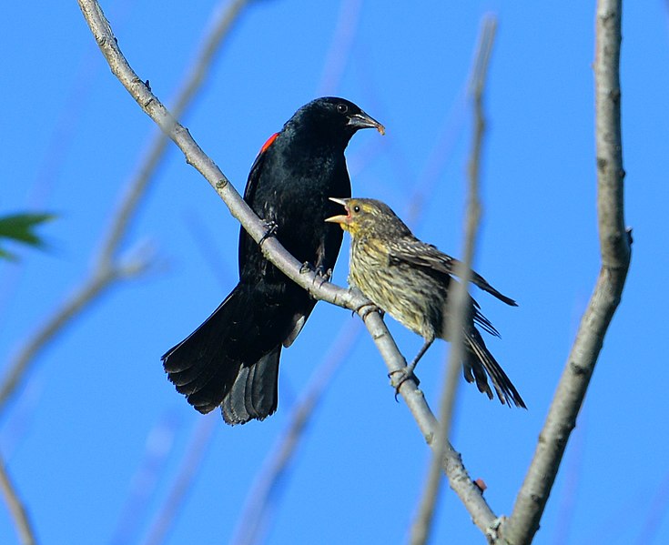 File:Agelaius phoeniceus feeding.jpg