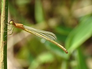 White dartlet Agriocnemis pieris Teneral female