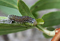 Agrochola lota larva2.jpg