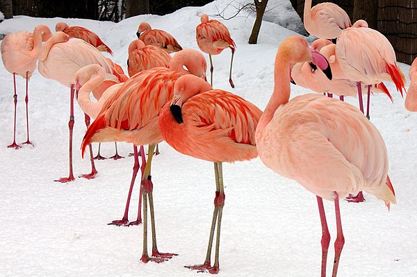 Ingesting carotenoid-rich foods affects the plumage of flamingos.