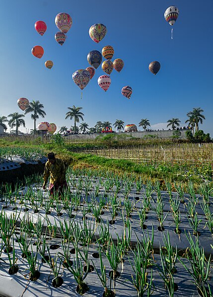 File:Aktivitas petani dalam merawat tamamannya.jpg