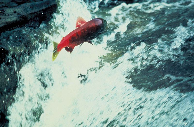 File:Alaska salmon jumping out of water.jpg