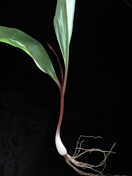 File:Allium tricoccum 15-p.bot-lilia.alliu-132.jpg