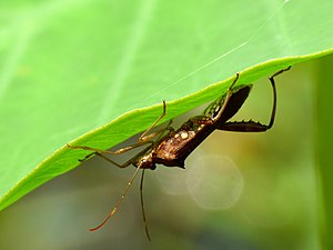 Alydidae Riptortus sp.