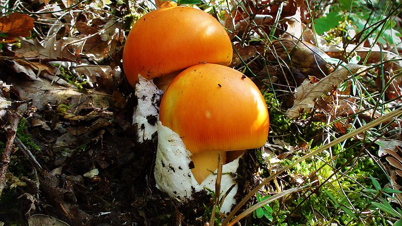 File:Amanita Caesarea, Elatia forest.jpg