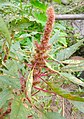 Amaranth(Edibles) Flower.jpg