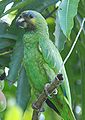 Amazona amazonica