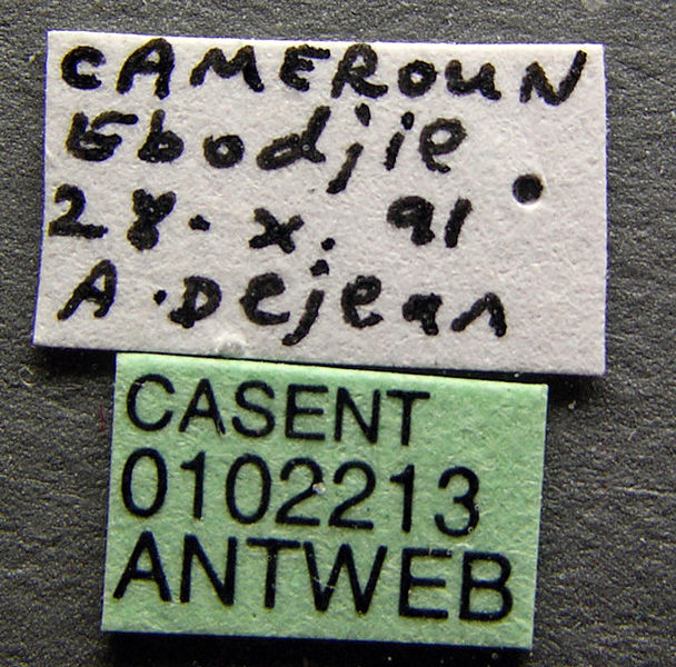 File:Amblyopone mutica casent0102213 label 1.jpg