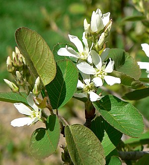 Amelanchier utahensis 2.jpg