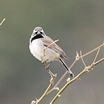 Amphispiza bilineata Tucson AZ.jpg