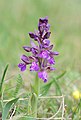 Anacamptis morio