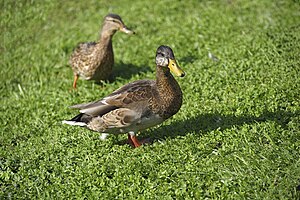 Anas platyrhynchos, Ducks in Russia