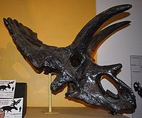 Anchiceratopso kaukolė