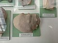 en:Ancyloceras rochi, sp.n., Lower en:Aptian, en:Katselovo, Popovo Municipality at the en:Sofia University "St. Kliment Ohridski" Museum of Paleontology and Historical Geology