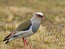 Andean Lapwing (Vanellus resplendens) on the ground, side view.jpg