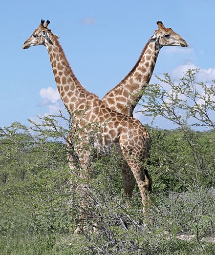 Angolan giraffe (Giraffa camelopardalis angolensis) males.jpg