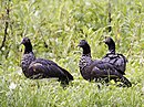 Anhima cornuta -blízko Středisko divoké zvěře Manu, Národní park Manu, Peru -tři -8.jpg