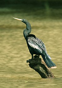 Anhinga