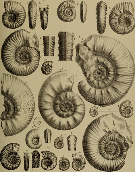 File:Annales de géologie et de paléontologie (1886) (17578439324).jpg