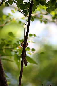 A Dominican anole clinging to a tree branch; during active periods, it typically faces downward to scan the ground for food, mates, and competitors. North Caribbean ecotype. Cabrits National Park, Dominica. Anolis oculatus at Cabrits-b01.jpg