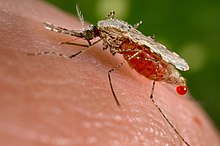 An Anopheles stephensi mosquito shortly after obtaining blood from a human (the droplet of blood is expelled as a surplus). This mosquito is a vector of malaria, and mosquito control is an effective way of reducing its incidence. Anopheles stephensi.jpeg