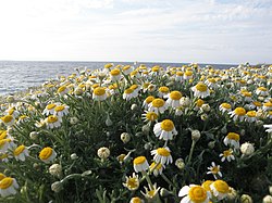 Anthemis tomentosa