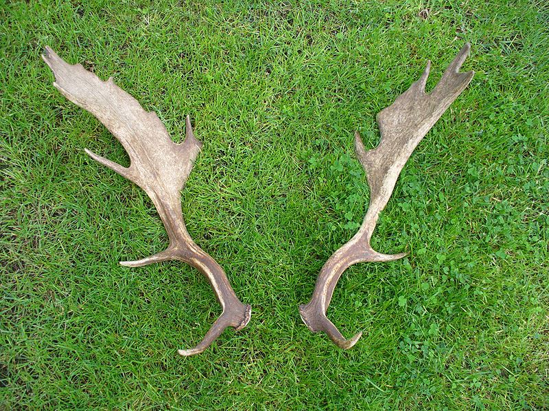 File:Antlers fallow deer.jpg