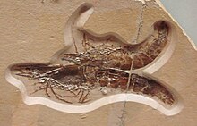 Fossili di Antrimpos undenarius