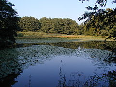 Aprather Mühlenteich mit großem Seerosenbestand (Sommer 2002)