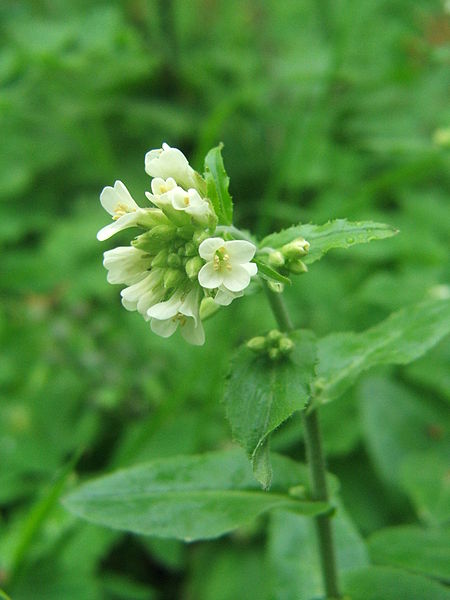 File:Arabis turrita.2011.04.25.B.JPG