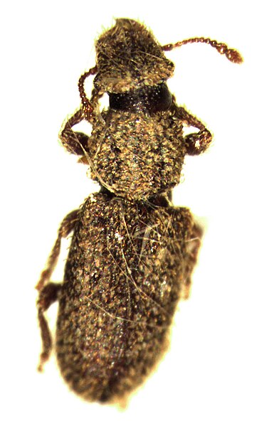 File:Aralius wollastoni.jpg