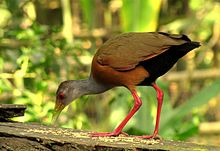 A grey-necked wood rail feeding on seeds Aramides cajanea (Chilacoa colinegra) (14231008961).jpg