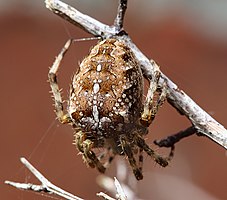 Female cross spider