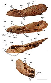 Holotype right dentary of A. rattoides Araripesuchus rattoides.jpg