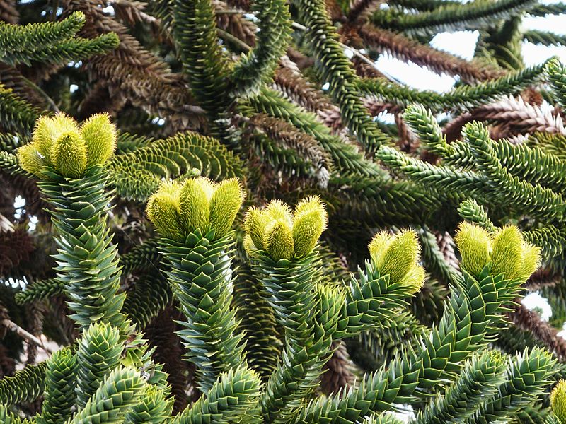 File:Araucaria araucana jeunes cônes.JPG