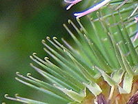 Photographie en gros plan d'une inflorescence comportant de nombreux spécules aux extrémités recourbés de couleur vert tendre.