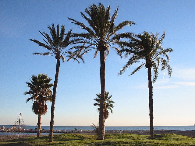 File:Arecaceae-elpalo-spain.jpg - Wikimedia Commons