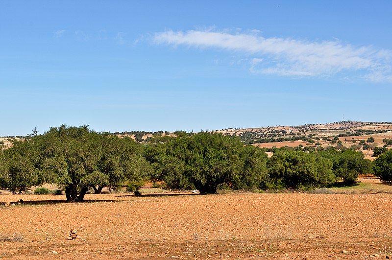 File:Argan trees Morocco.jpg