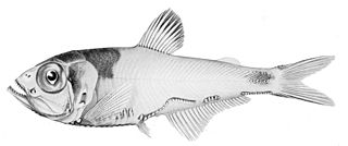 <i>Argyripnus iridescens</i> Species of fish