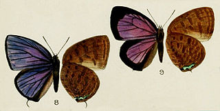 <i>Arhopala havilandi</i> Species of butterfly