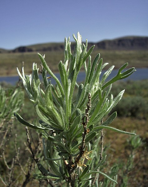 File:Artemisia rigida 2.jpg