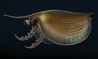 <i>Isoxys</i> Genus of extinct arthropods